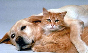 Pituíca & Brasa, à procura da felicidade !